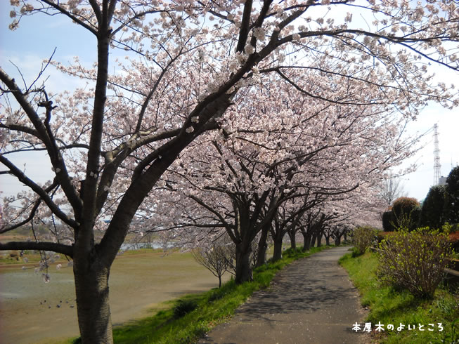 本厚木のよいところ 4月の楽しみ 桜